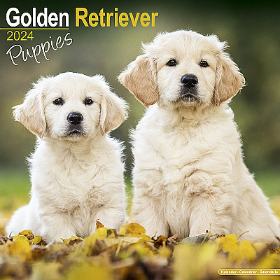 Golden Retriever Puppies Calendar 2024 (Square)